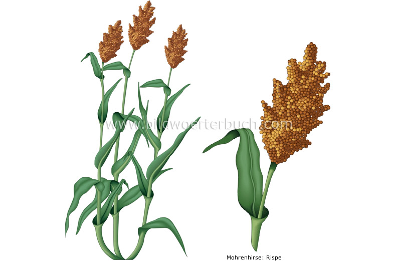 sorghum image