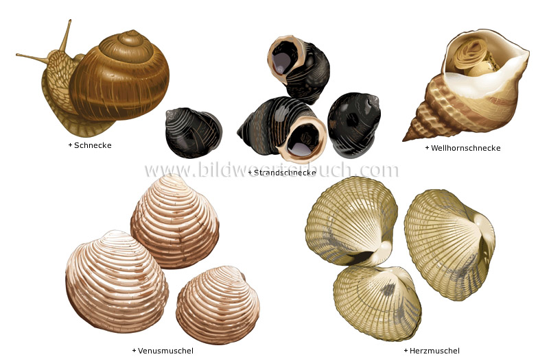 Mollusken Bild