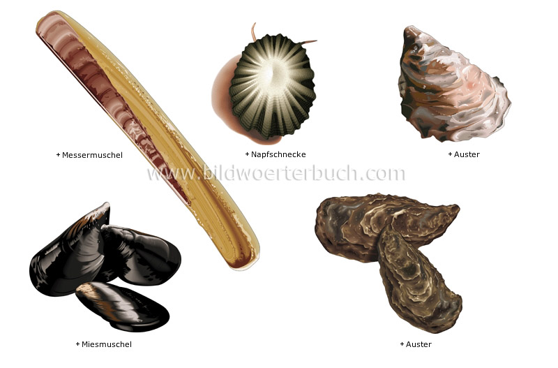mollusks image