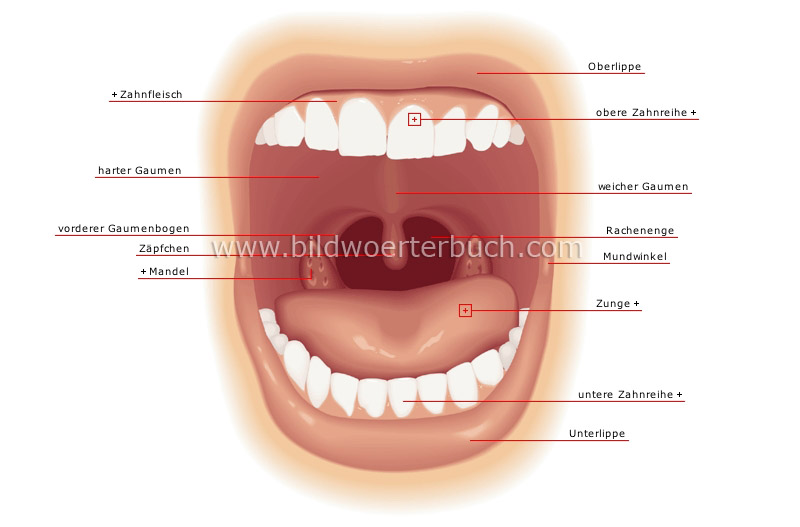Mund Bild