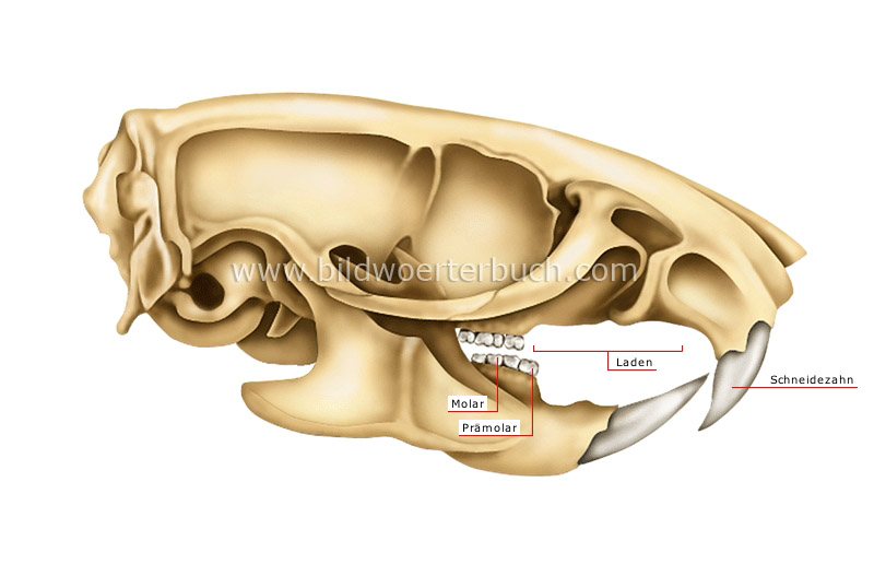 rodent’s jaw: rat image