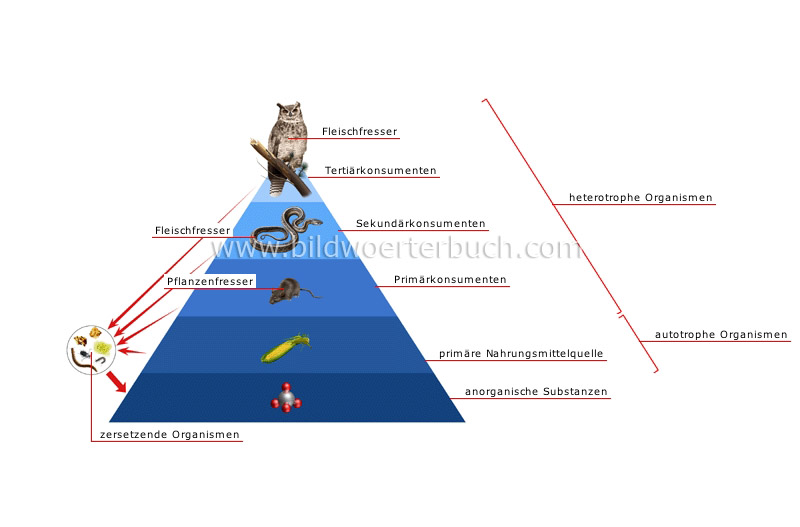 food chain image