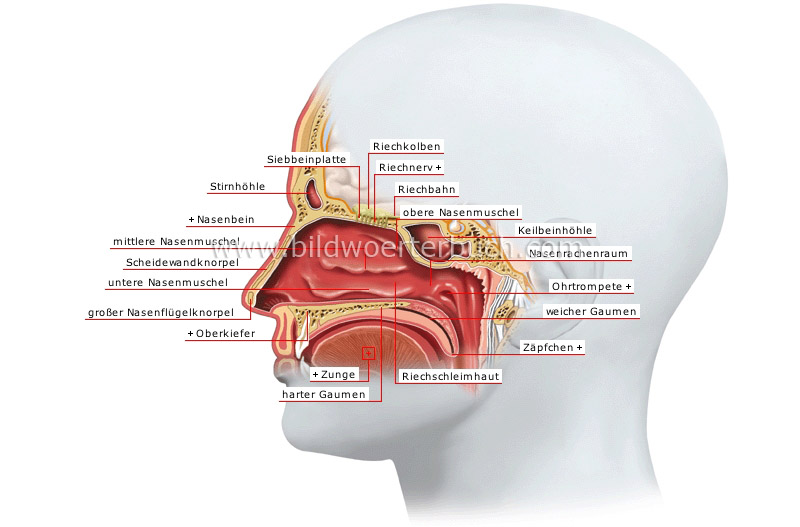 Nasenhöhle Bild