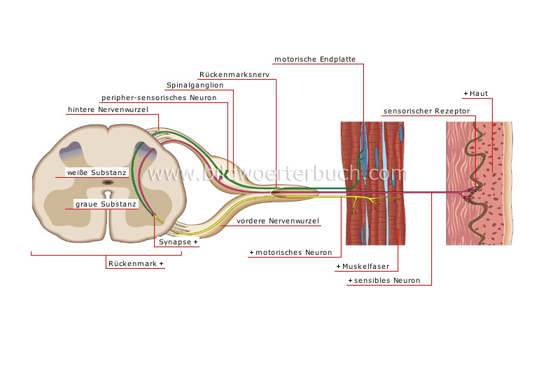 sensory impulse image