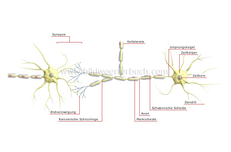 Neuronenkette Bild