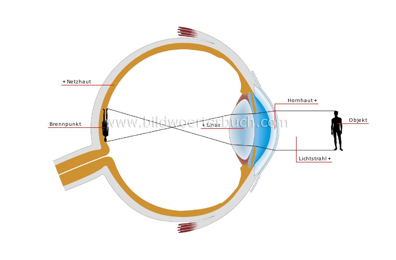 normal vision image