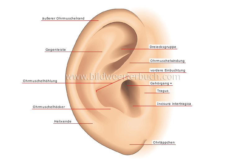 auricle image