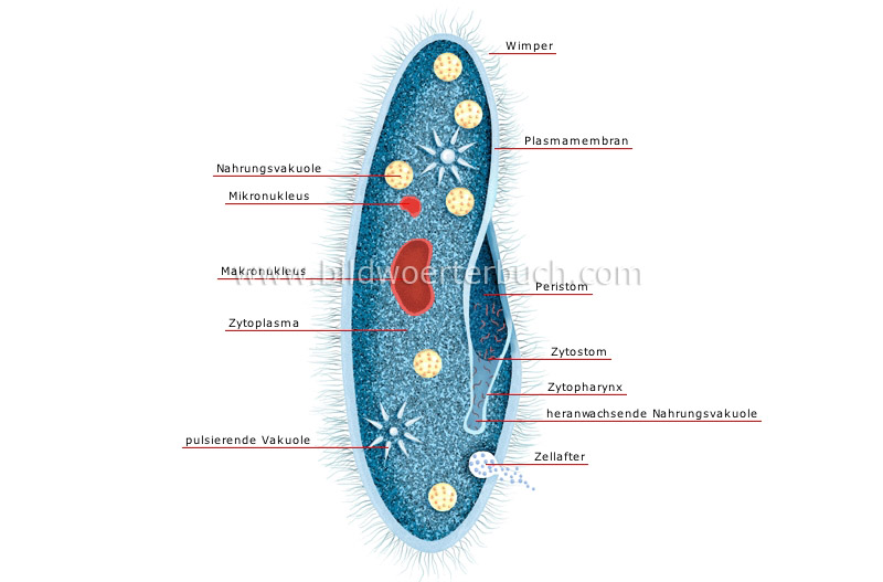 paramecium image