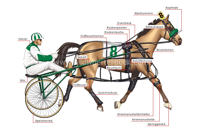 standardbred pacer image