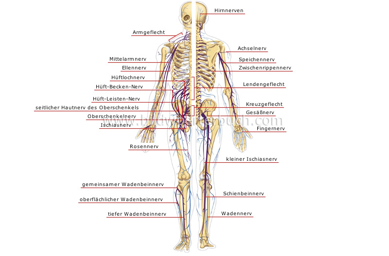 peripheral nervous system image
