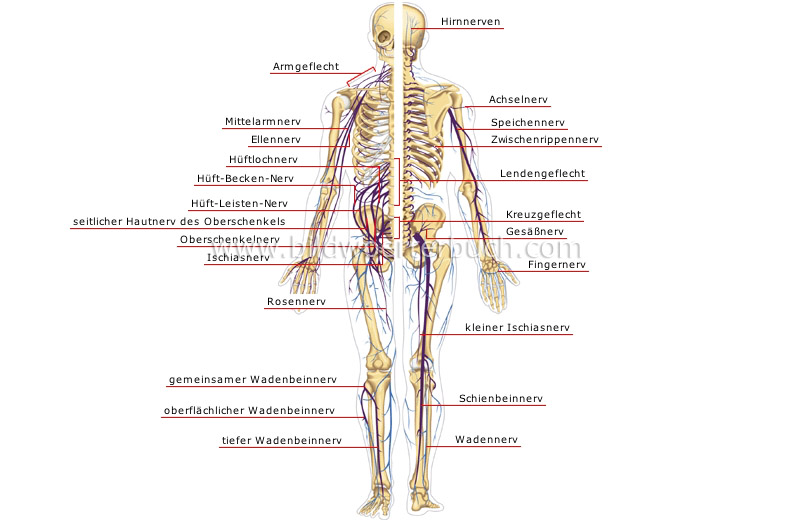 peripheres Nervensystem Bild