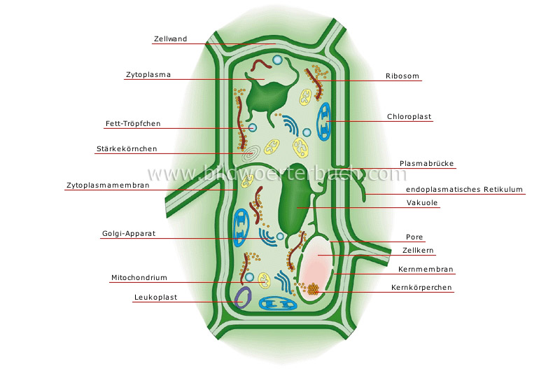 Pflanzenzelle Bild