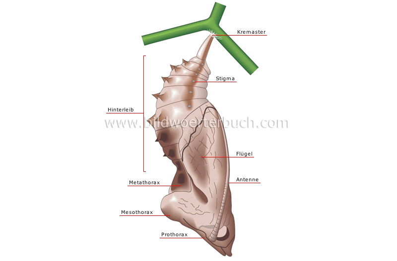 chrysalis image