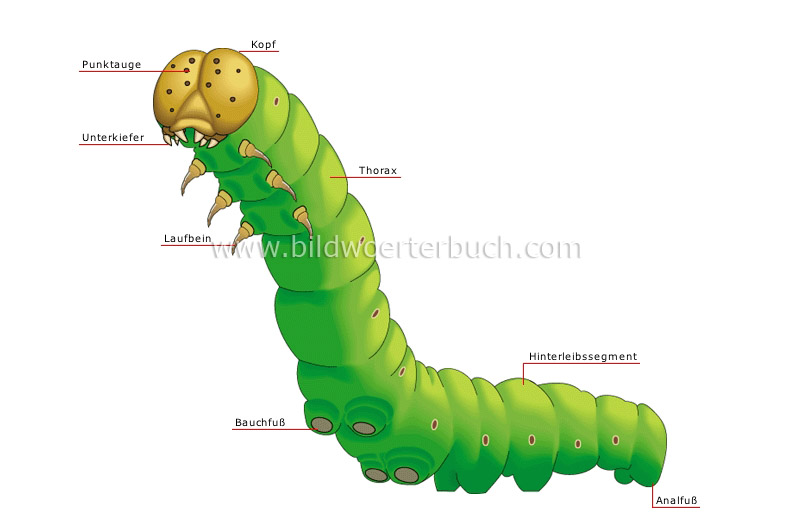 caterpillar image