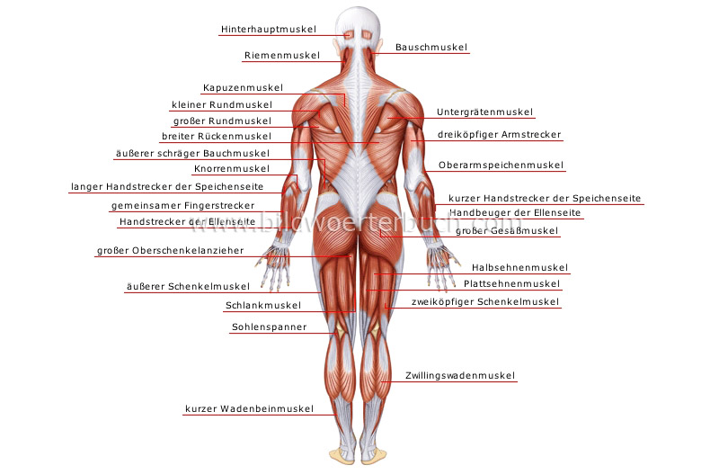 Mensch Anatomie Muskeln Ruckansicht Bild Bildworterbuch