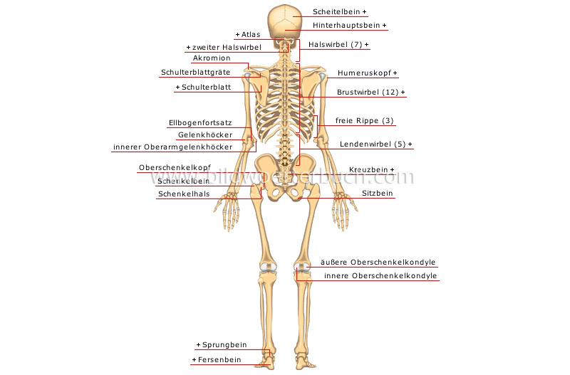 posterior view image