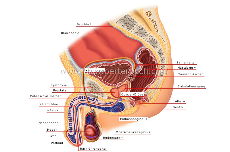 sagittal section image