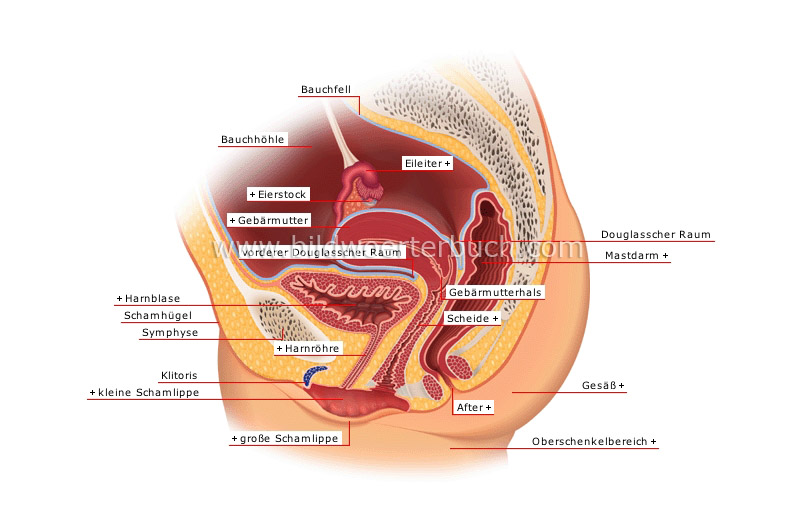 sagittal section image