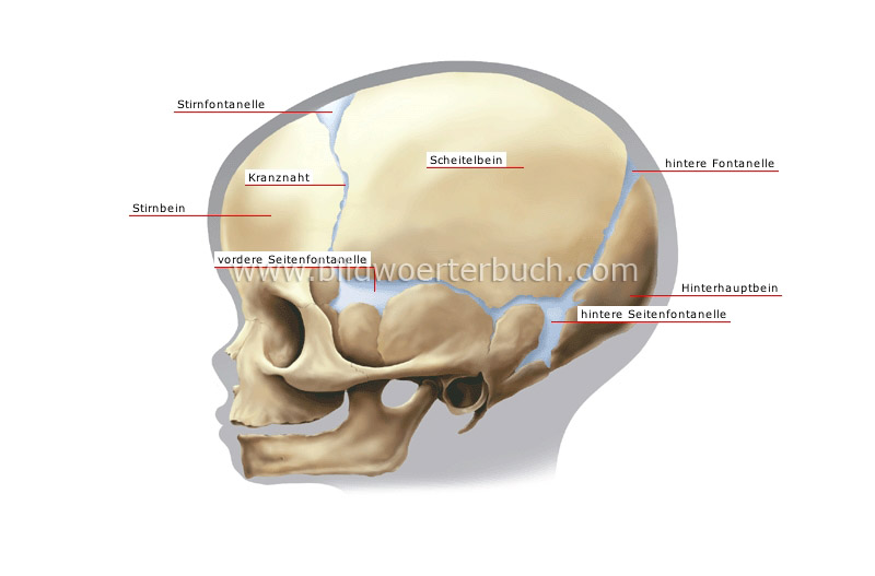 child’s skull image