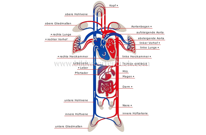 schema of circulation image