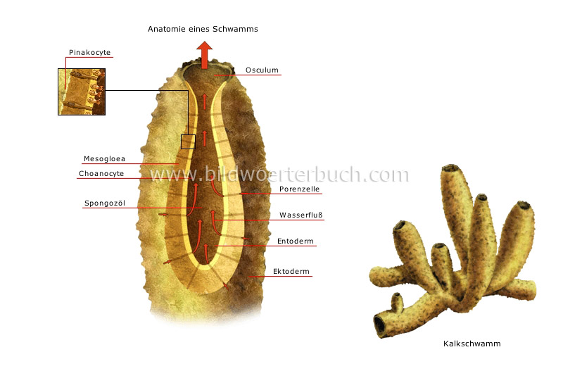 sponge image