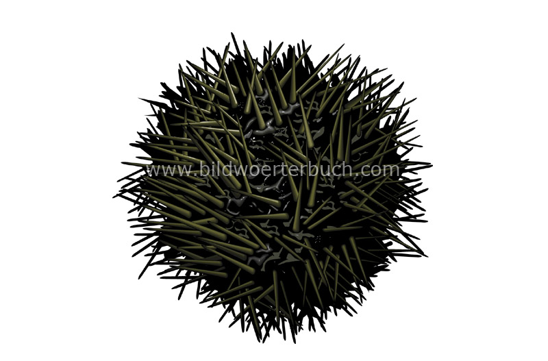 sea urchin image