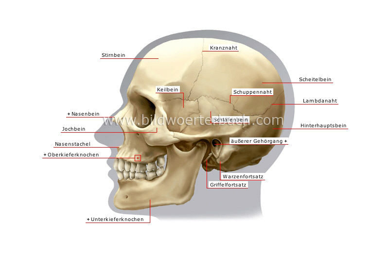 lateral view of skull image