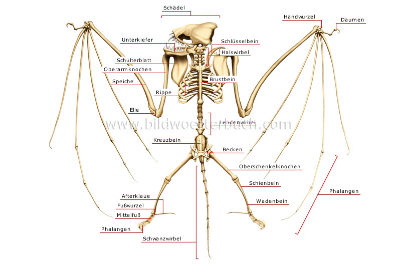 Skelett einer Fledermaus Bild