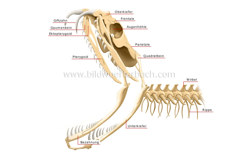 skeleton of a venomous snake: head image