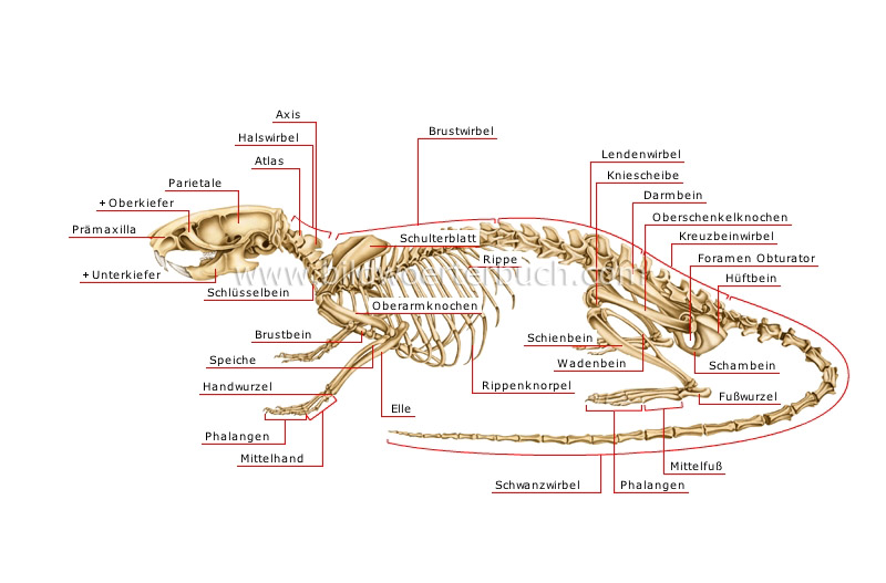 Skelett einer Ratte Bild