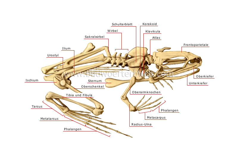 Skelett eines Froschs Bild