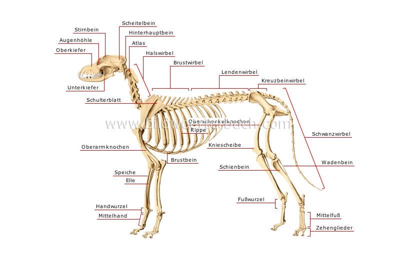 skeleton of a dog image