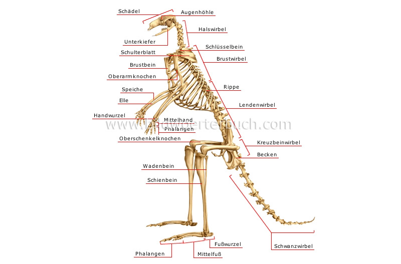 skeleton of a kangaroo image