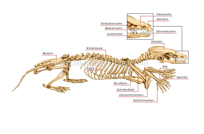 skeleton of a mole image