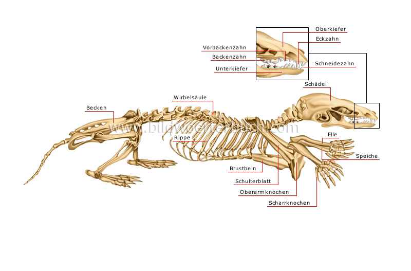 Skelett eines Maulwurfs Bild