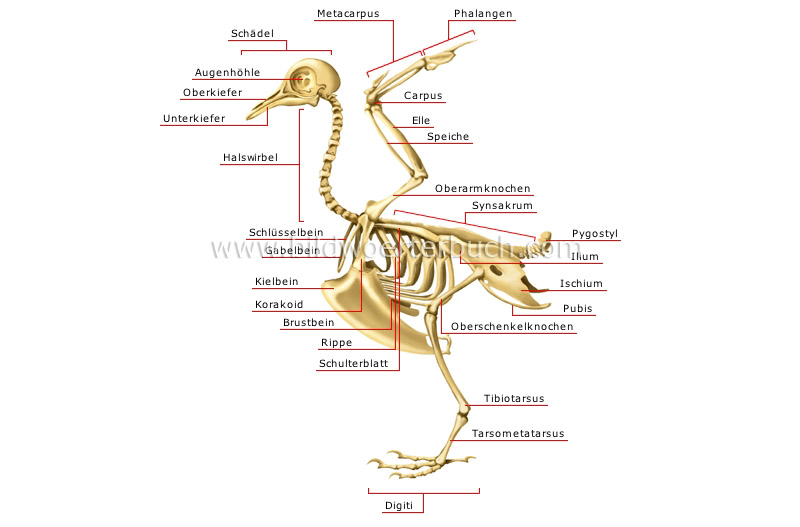 skeleton of a bird image
