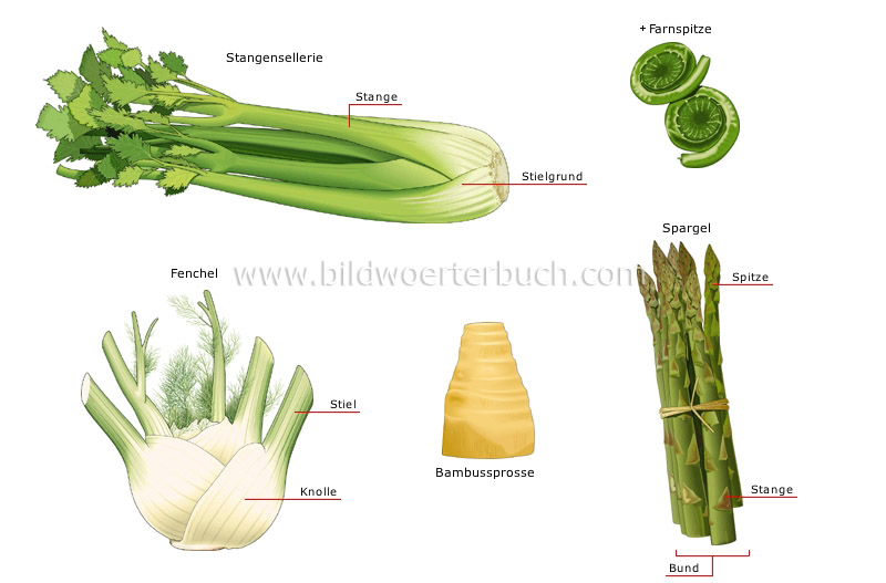 Stengel- und Sprossengemüse Bild