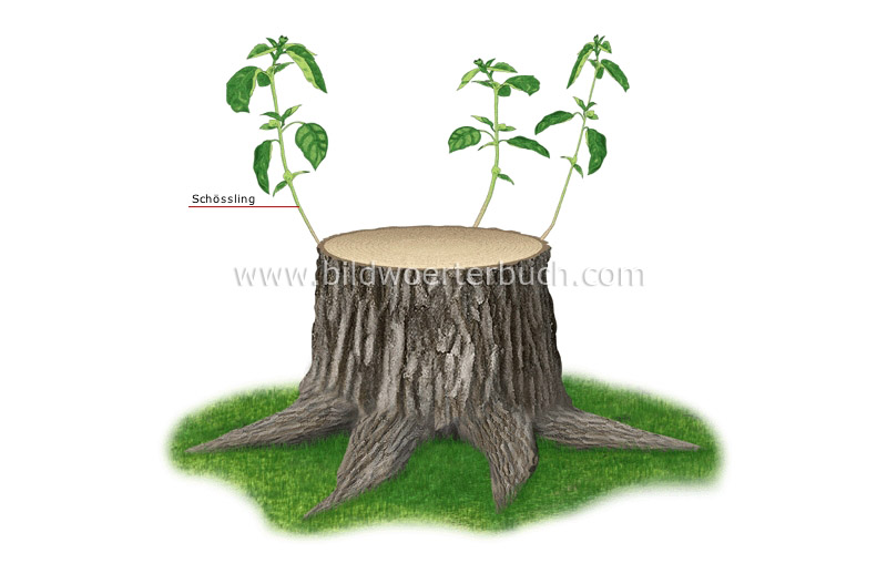 stump image