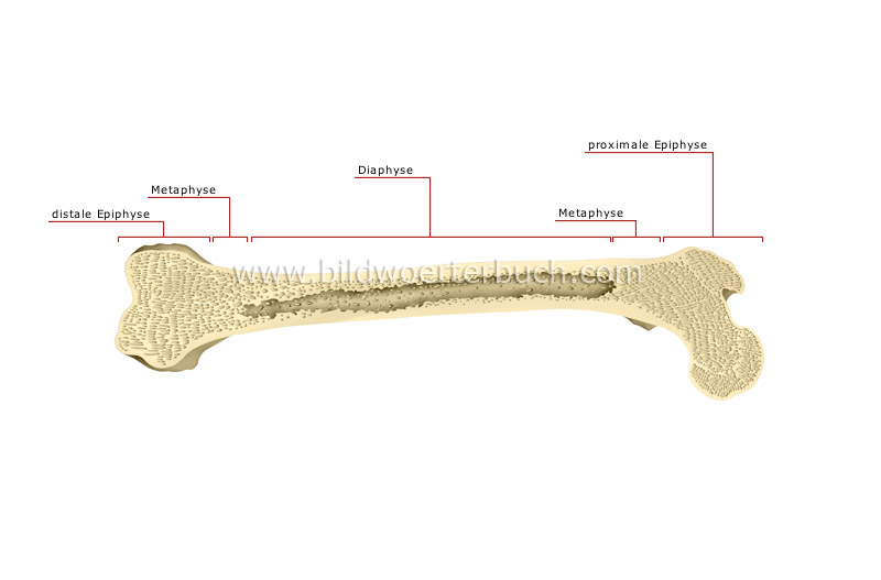 Teile eines langen Knochens Bild