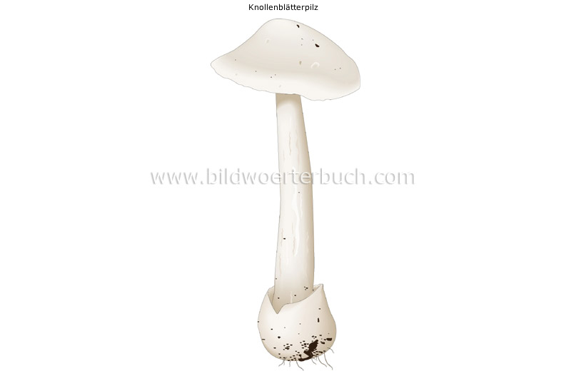 deadly poisonous mushroom image