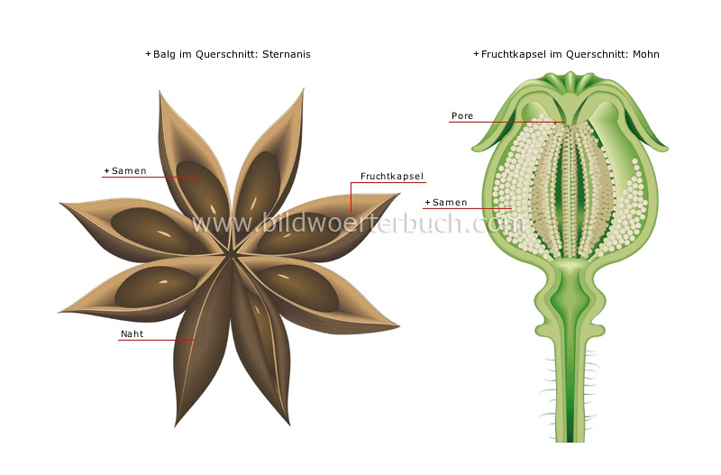 dry fruits image