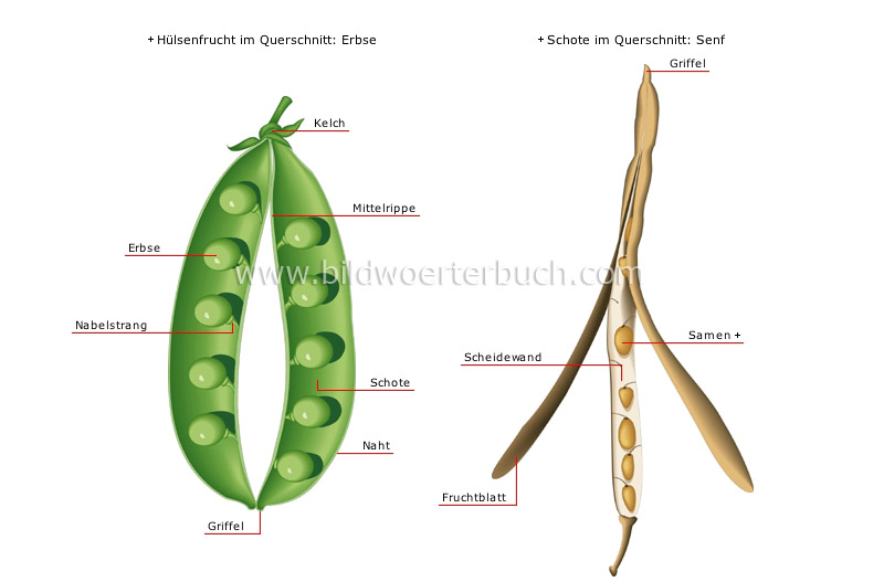 dry fruits image