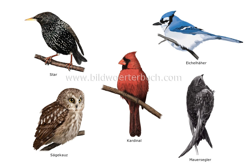 examples of birds image