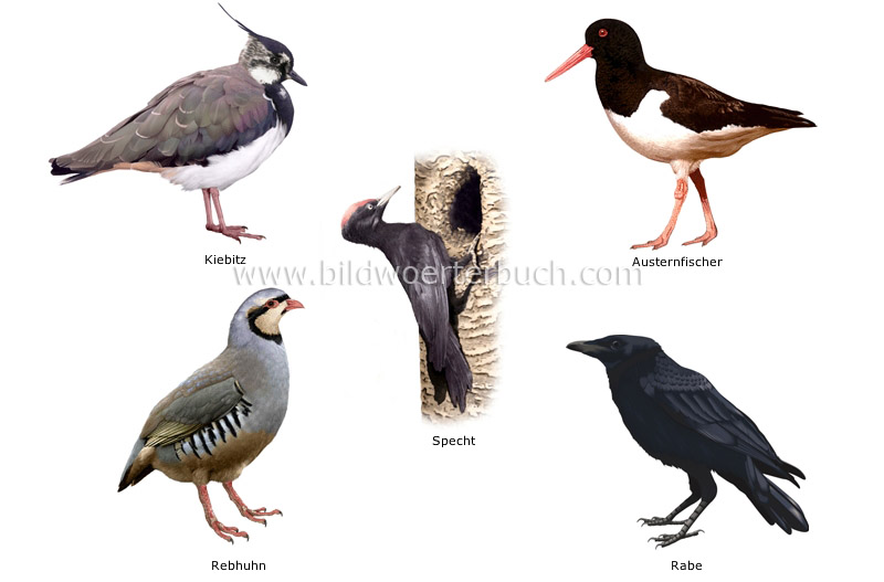 examples of birds image