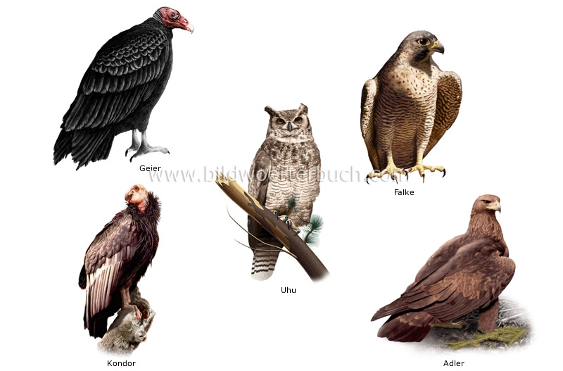 unterschiedliche Vogeltypen Bild