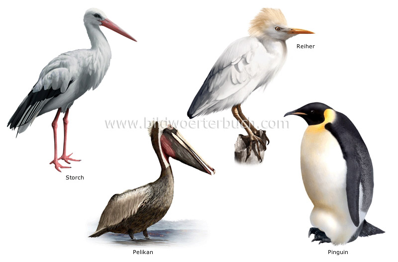 examples of birds image