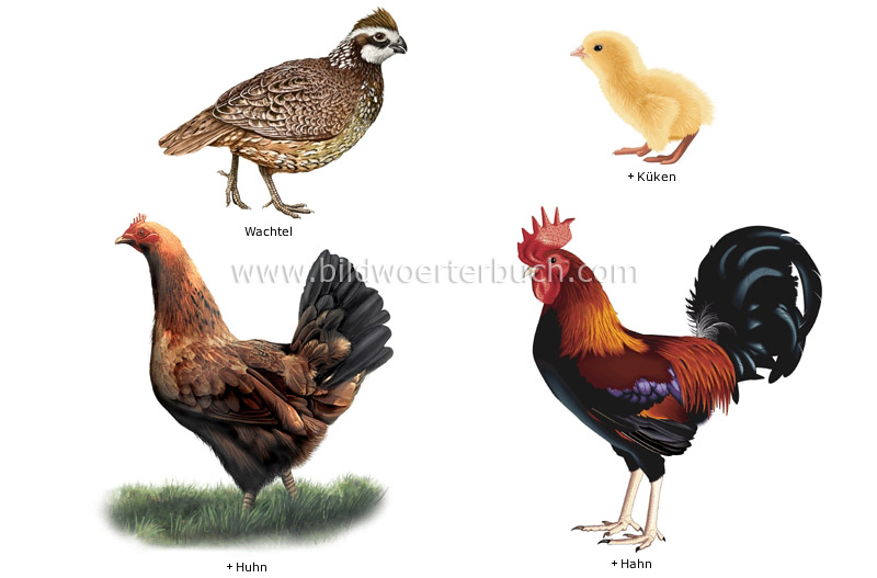 examples of birds image