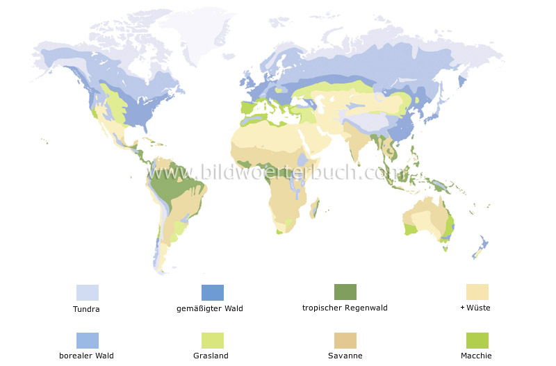 Vegetationszonen Bild