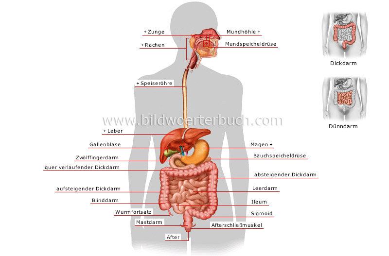 digestive system image