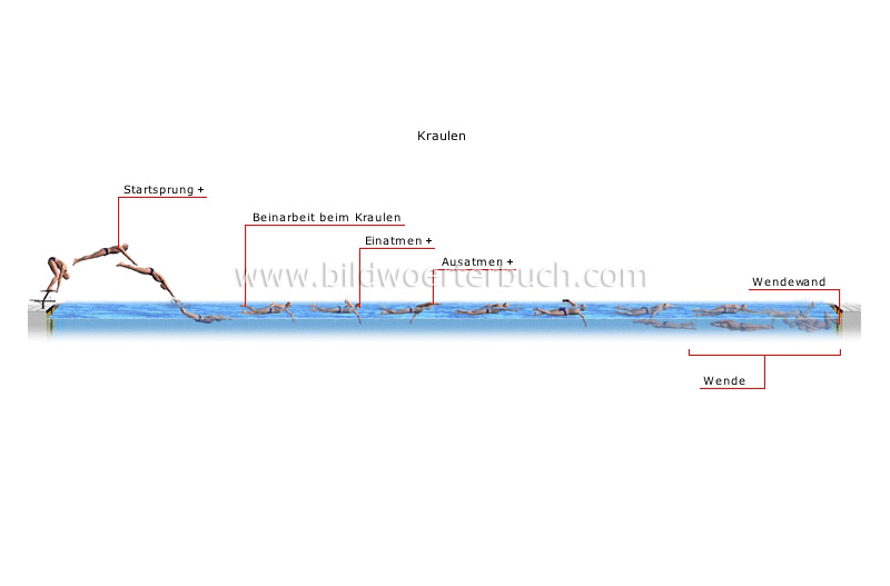 verschiedene Schwimmstile Bild